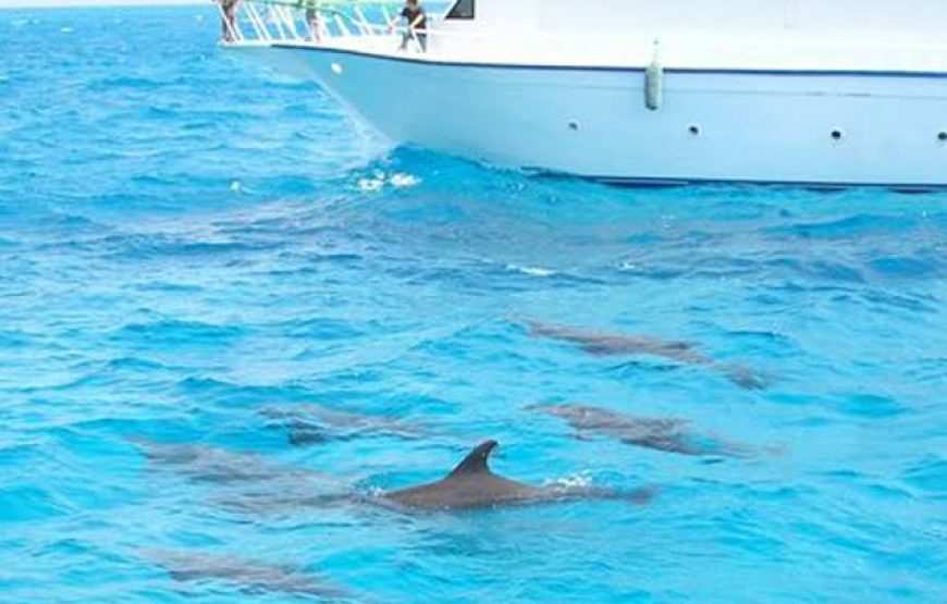 Dolphin Hous trip