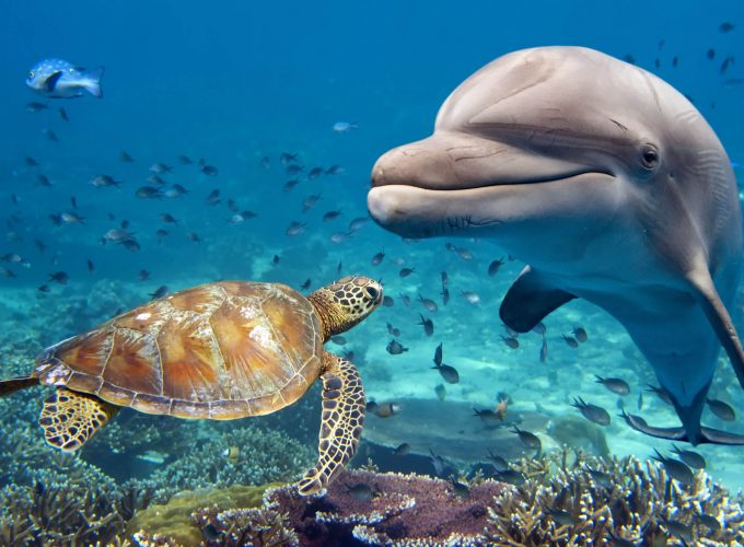 Dolphin Hous trip