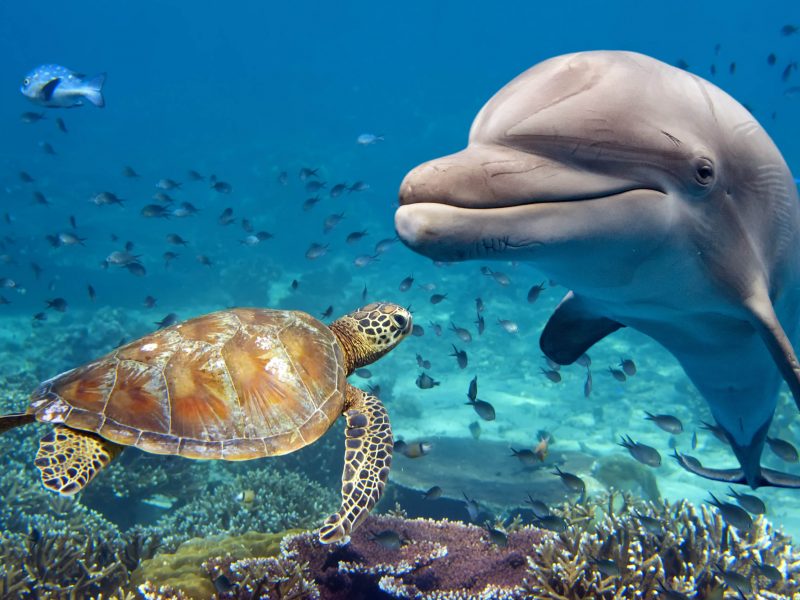 Dolphin Hous trip