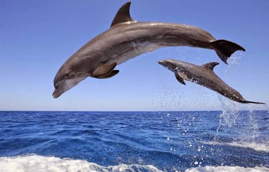 Dolphin Hous trip