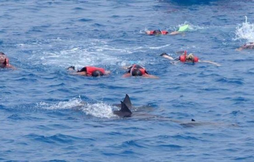 Dolphin Hous trip