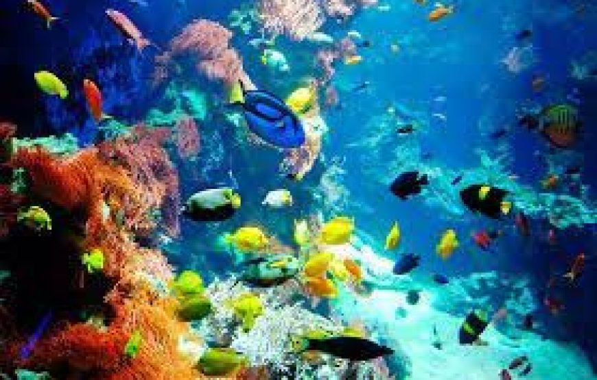 Snorkeling at Sharm El-Naga Bay