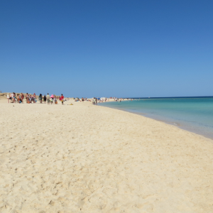 نقل فندق الغردقة مرسى علم | hotel transfer hurghada marsa alam