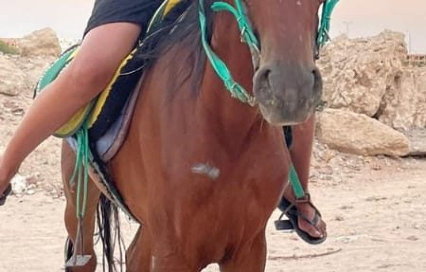 Horse Riding