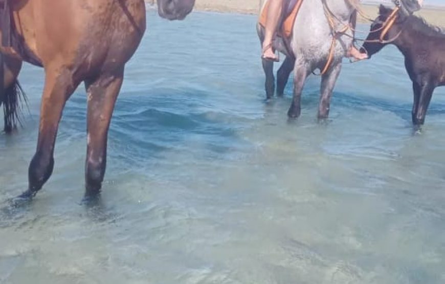Horse Riding