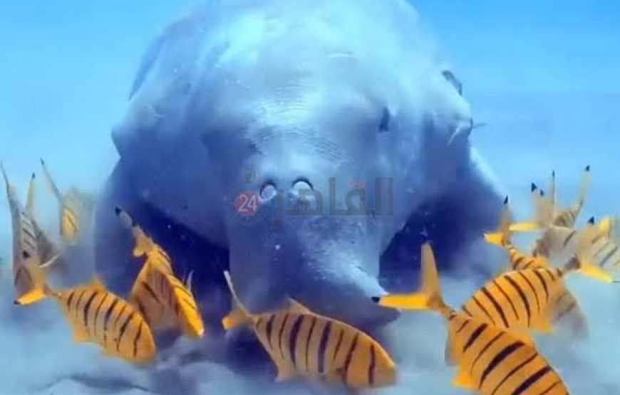 Snorkeling at Abu Dabbab Bay
