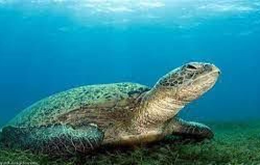 Snorkeling at Abu Dabbab Bay