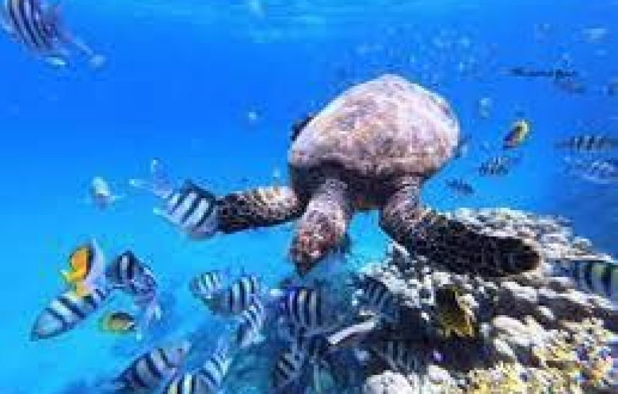 Snorkeling at Abu Dabbab Bay